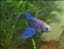 PansarPlaty